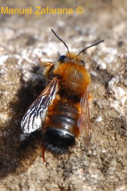 Chalicodoma sicula (Apidae Megachilinae)
